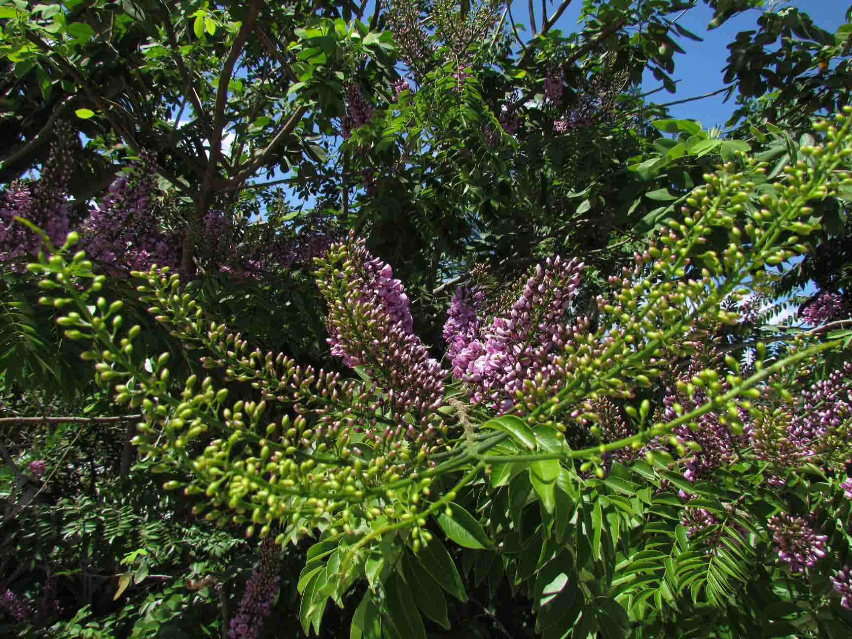 Lonchocarpus punctatus